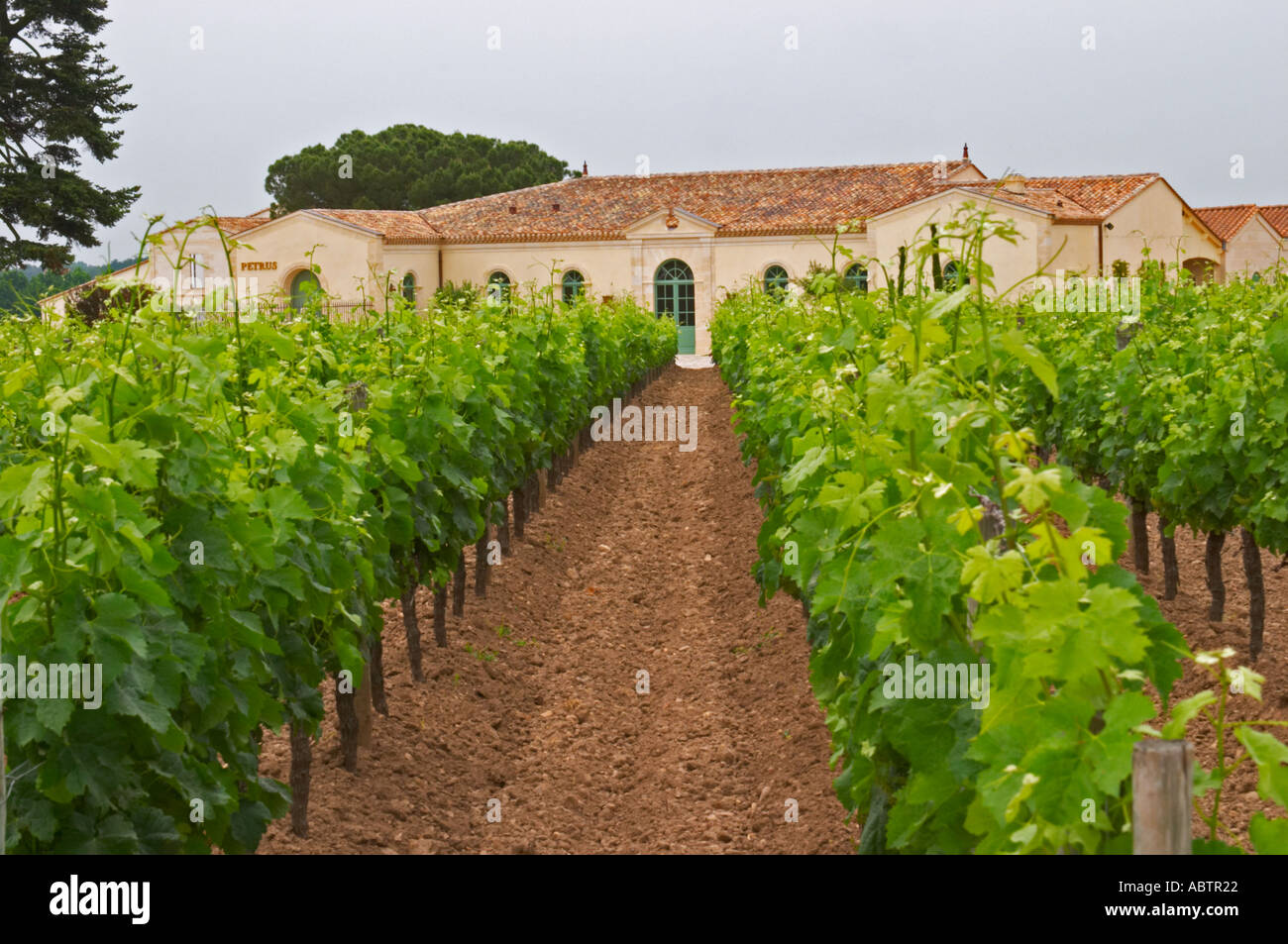 Die neu renovierte Chateau Petrus gesehen über seine Weinberge gepflanzt mit Merlot Reben Pomerol Bordeaux Gironde Aquitaine Frankreich Stockfoto