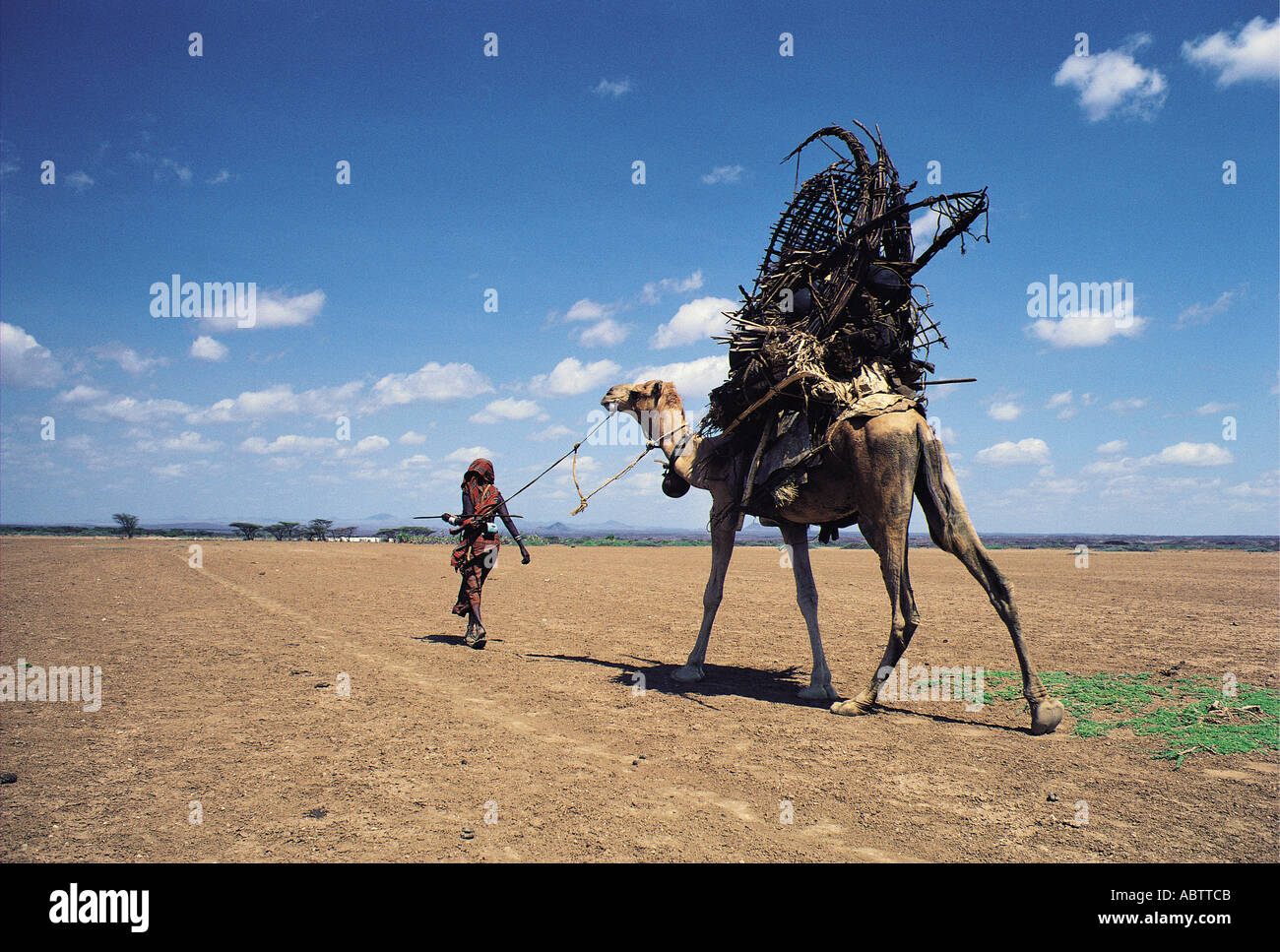 Gabbra Frau führt ihre Kamele beladen mit Hütte Rahmen und Effekte wie sie wandert Stockfoto