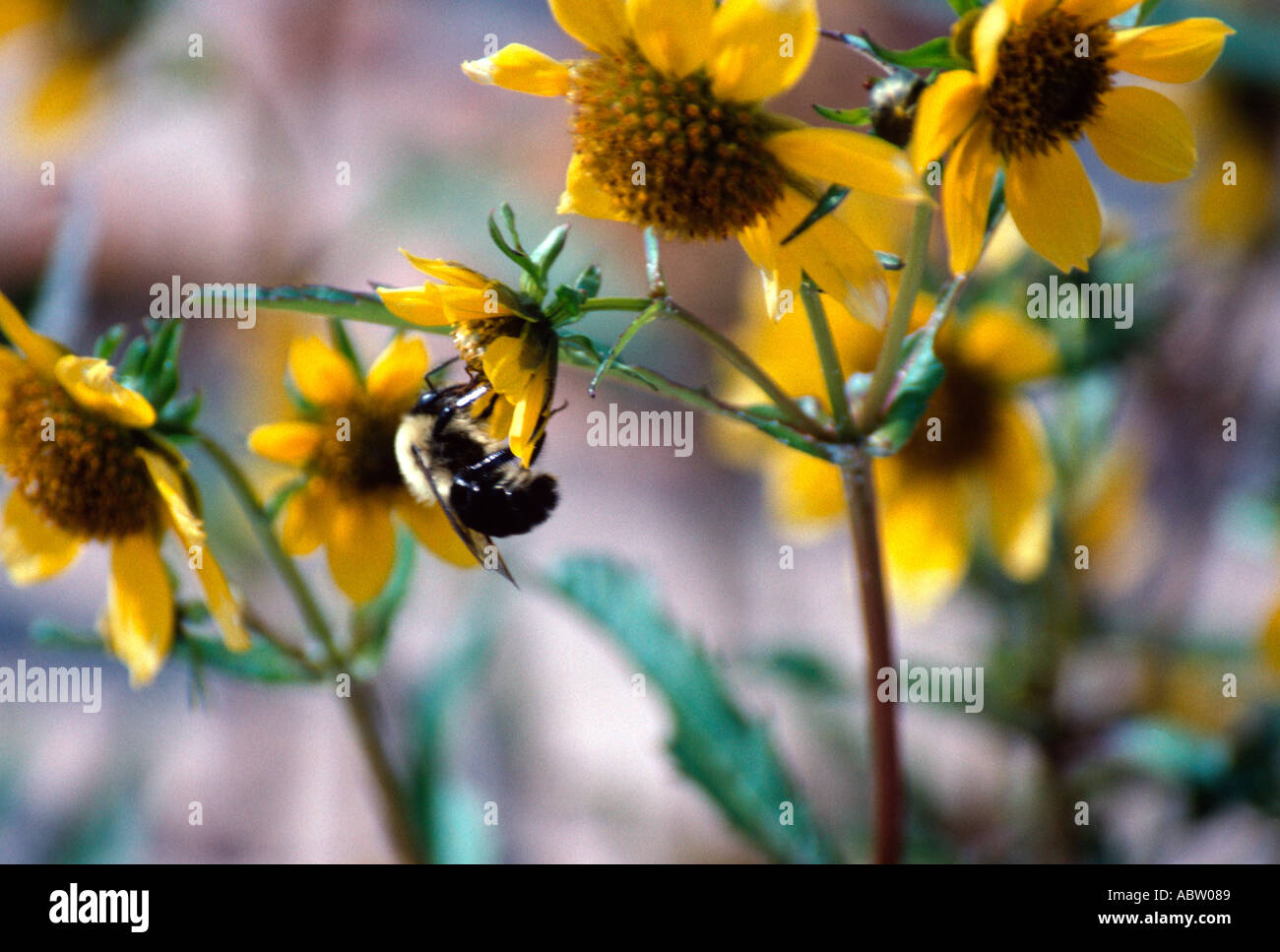 Hummel auf kleinen Wald Sonnenblume Stockfoto