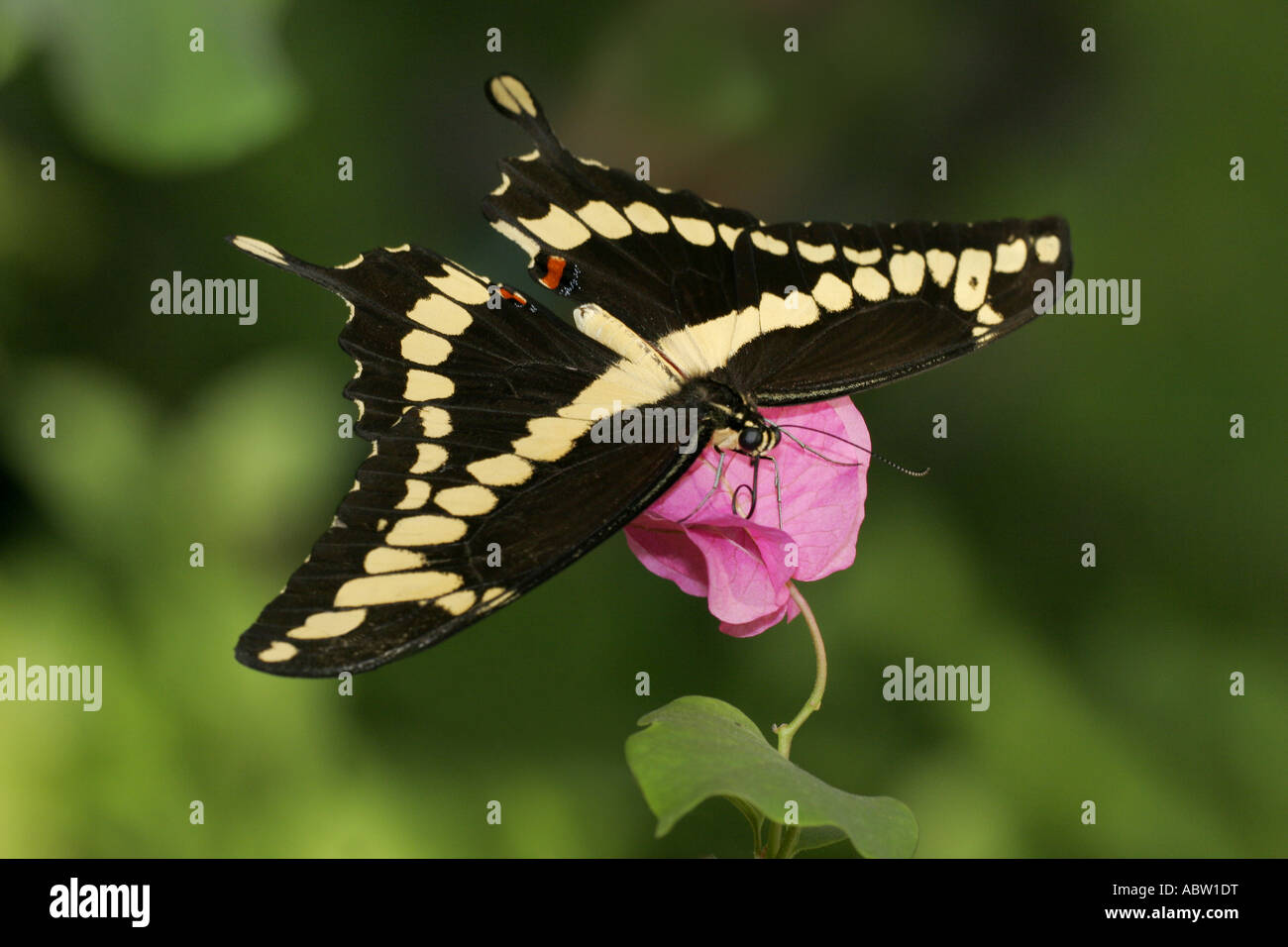 Riesigen Schwalbenschwanz Schmetterling Oberseite view Stockfoto