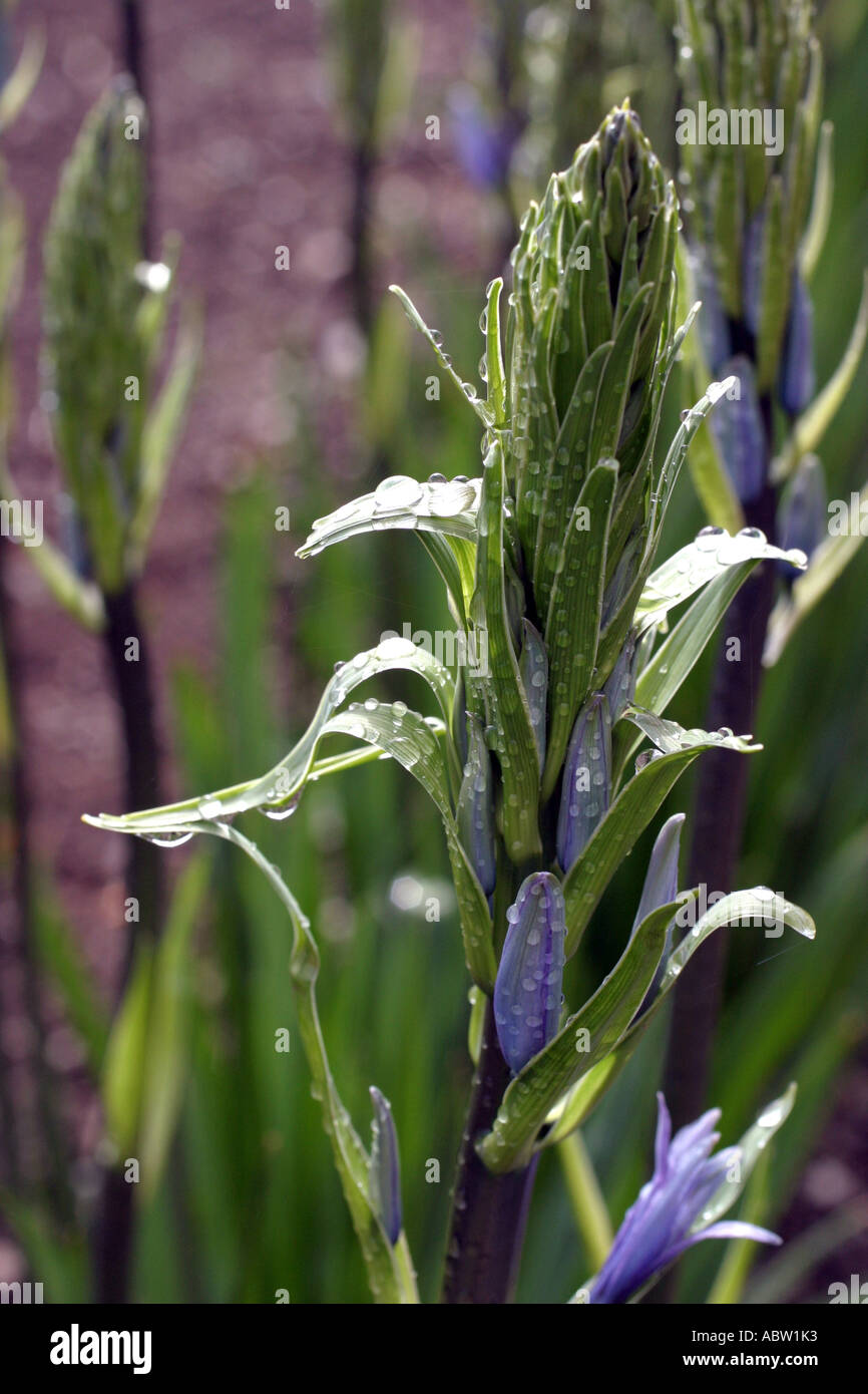 CAMASSIA LEICHTLINI Stockfoto