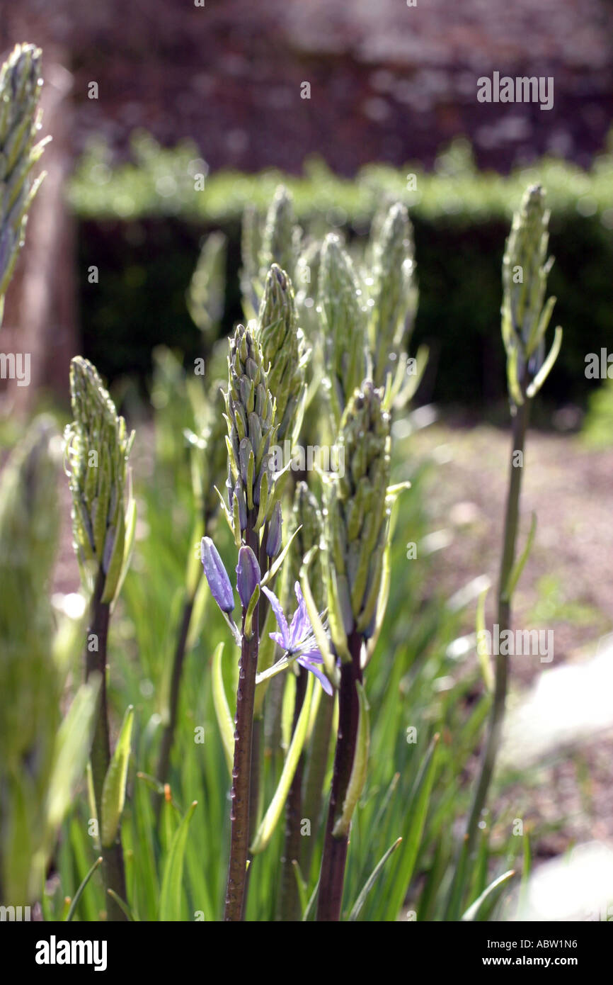 CAMASSIA LEICHTLINI Stockfoto