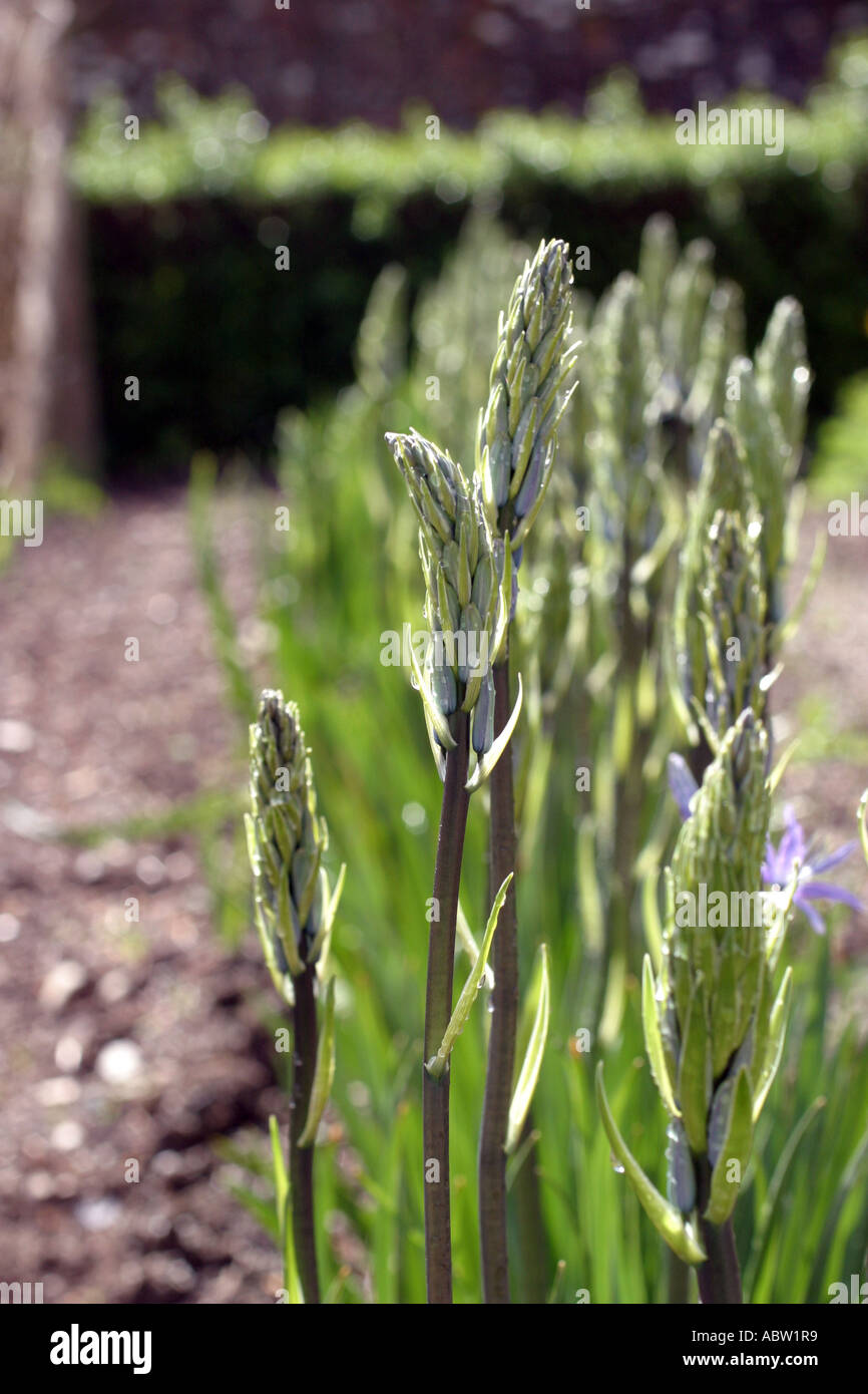 CAMASSIA LEICHTLINI Stockfoto