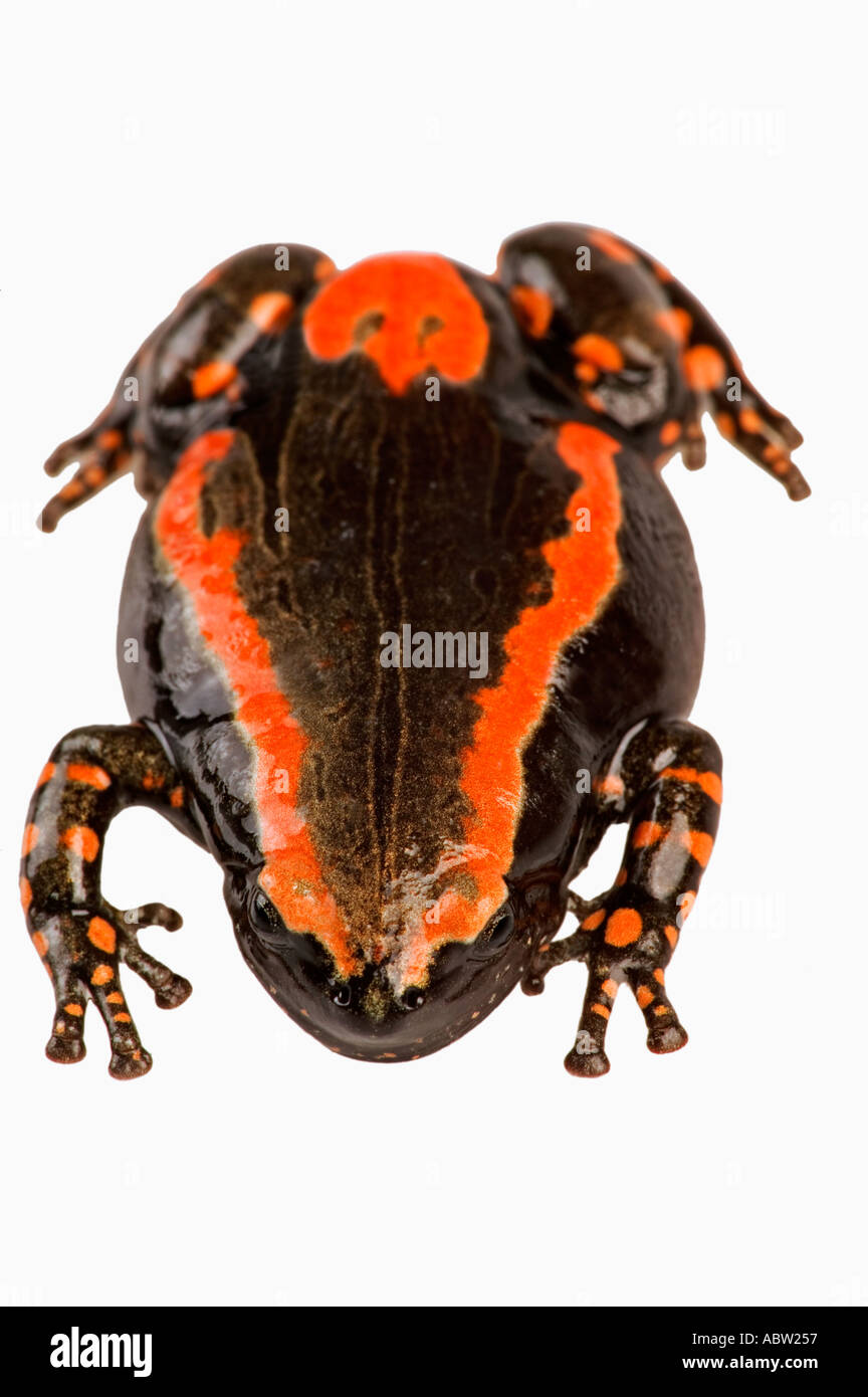 Gebänderten Kautschuk Frosch Phrynomerus Bifasciatus hellen Farben warnen vor giftigen Haut Sekrete Dist Sub-Sahara-Afrika Stockfoto