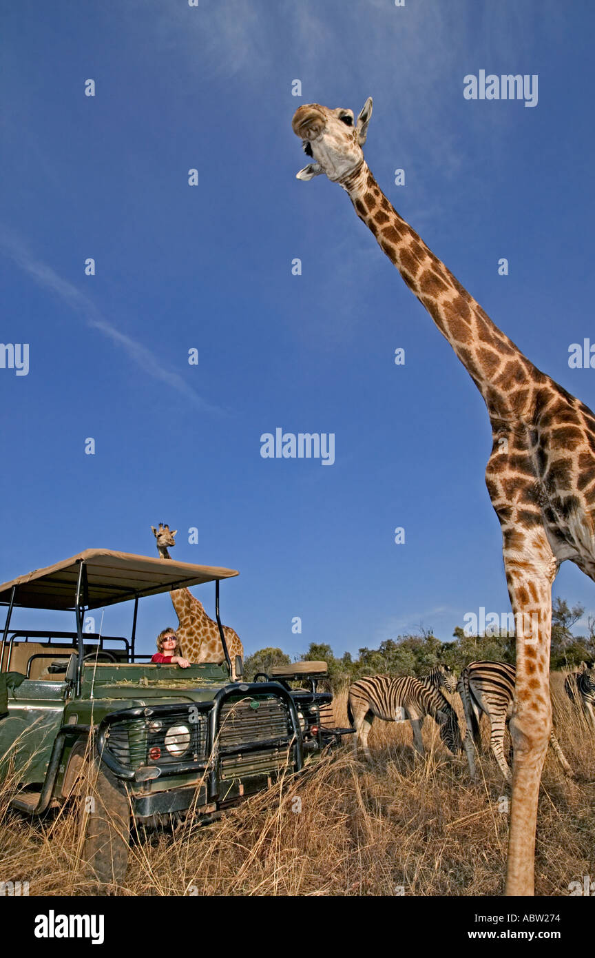 Südlichen Giraffe Giraffa Giraffe Giraffa mit Touristen auf Pirschfahrt privaten Wildreservat Modell freigegeben Südafrika Stockfoto