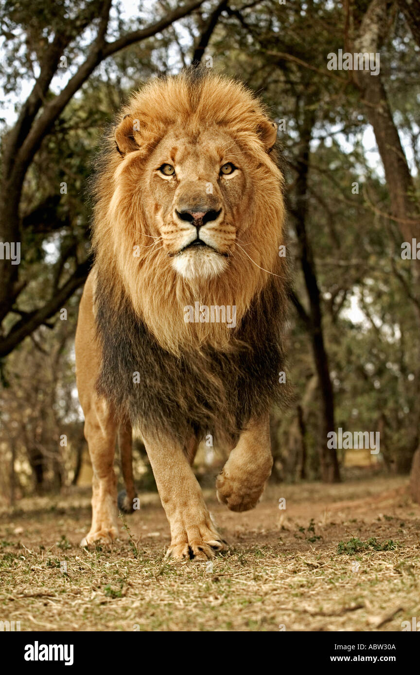 Löwe Panthera Leo läuft auf Kamera Südafrika Dist Sub-Sahara-Afrika Stockfoto