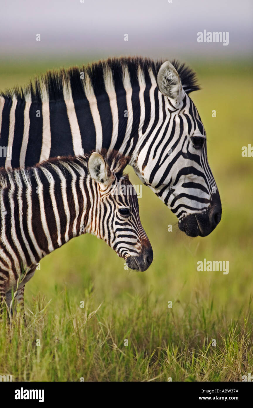 Burchells Zebra Equus Burchelli Erwachsenen mit Fohlen Amboseli Nationalpark Kenia Dist zentralen östlichen Südafrika Stockfoto