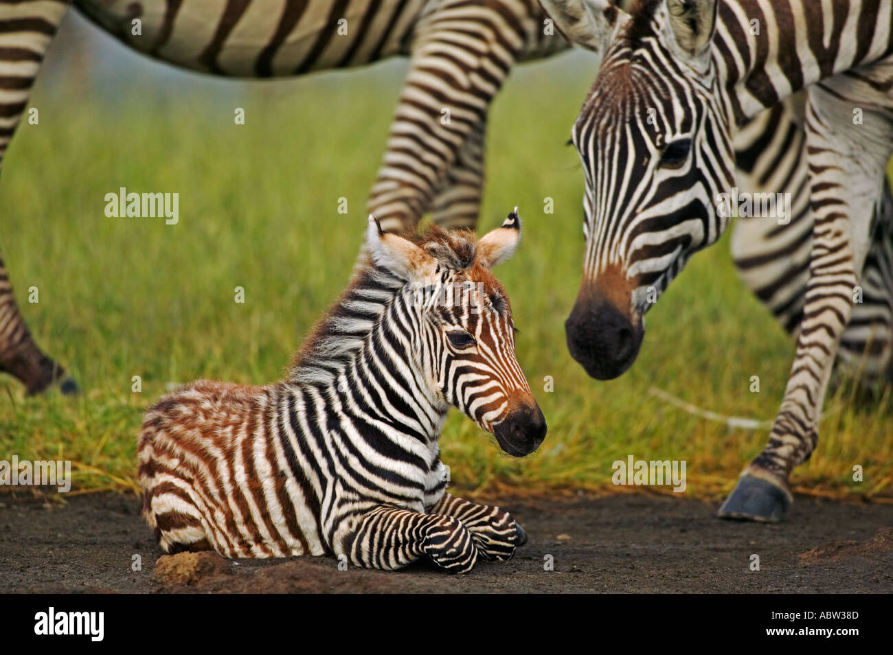 Burchells Zebra Equus Burchelli Erwachsenen mit Fohlen Lake Nakuru Nationalpark Kenia Dist zentralen östlichen Südafrika Stockfoto