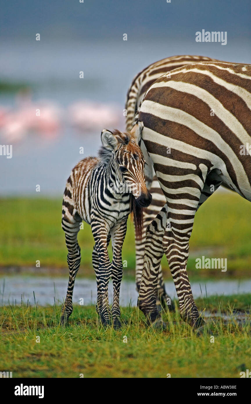 Burchells Zebra Equus Burchelli Erwachsenen mit Fohlen Lake Nakuru Nationalpark Kenia Dist zentralen östlichen Südafrika Stockfoto