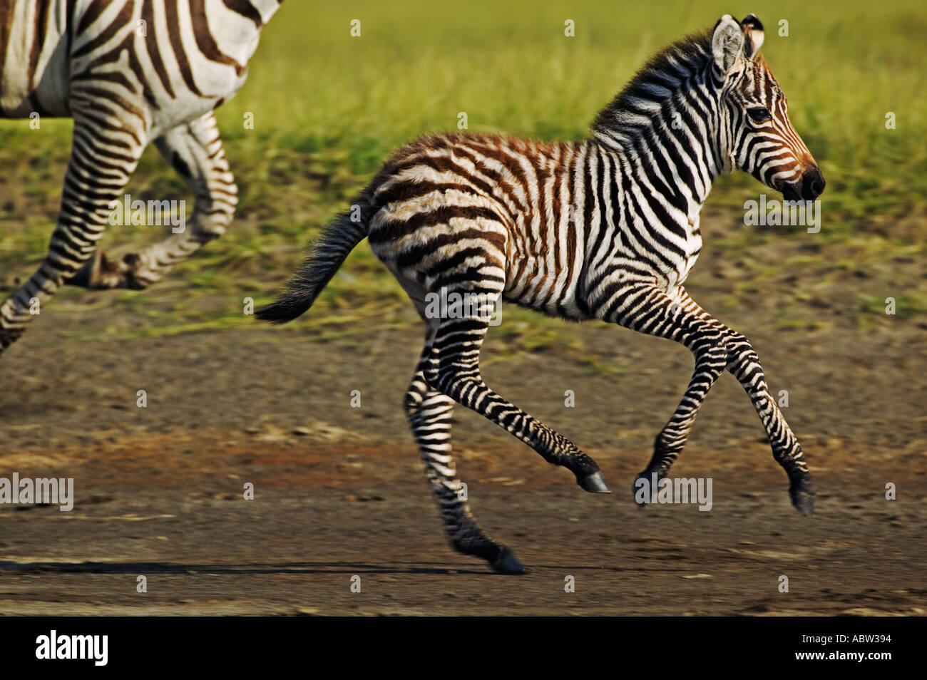 Burchells Zebra Equus Burchelli Erwachsenen mit Fohlen Lake Nakuru Nationalpark Kenia Dist zentralen östlichen Südafrika Stockfoto