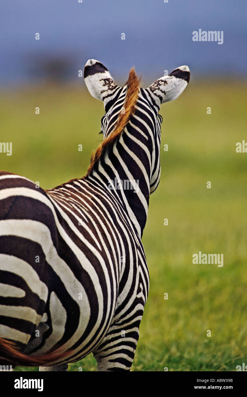 Burchells Zebra Equus Burchelli Amboseli Nationalpark Kenia Dist zentralen östlichen Südafrika Stockfoto