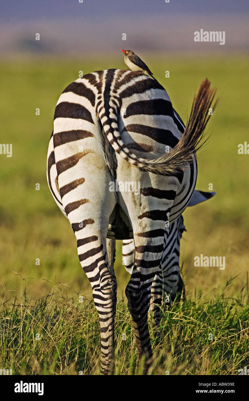 Burchell s Zebra Equus Burchelli Amboseli Nationalpark Kenia Dist zentralen östlichen Südafrika Stockfoto
