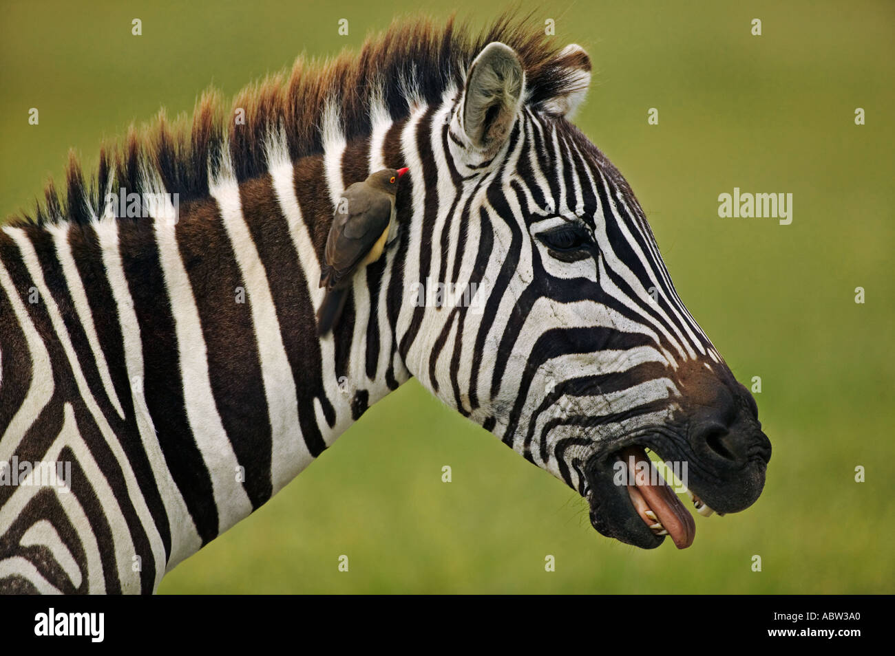 Burchells Zebra Equus Burchelli mit Redbilled Oxpeckers, die Tier gegen Zecken und Parasiten Amboseli National Park wüstenartigen Kamm Stockfoto