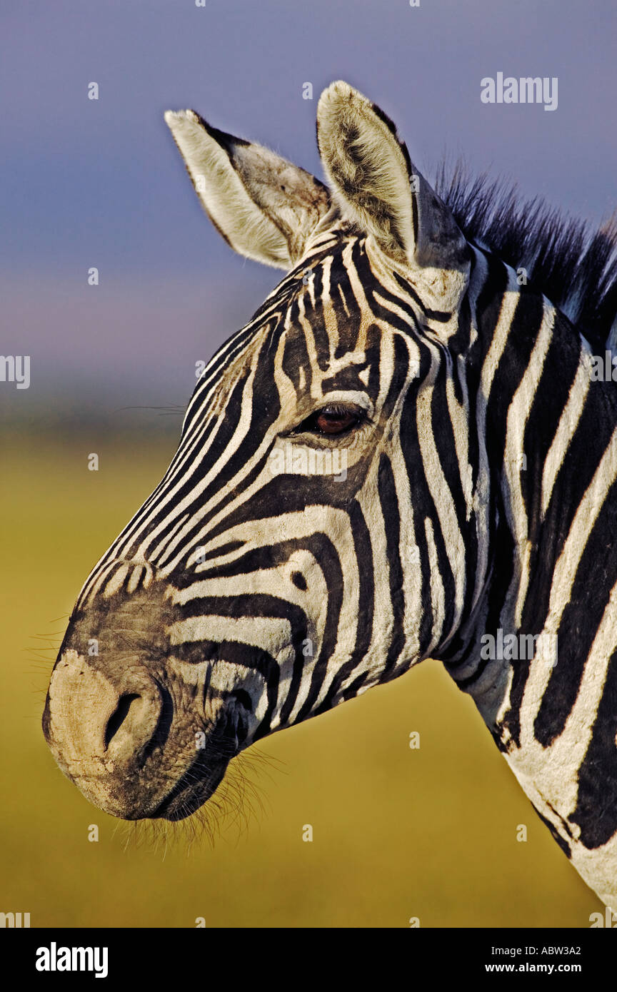 Burchell s Zebra Equus Burchelli Portrait des Hengstes Amboseli Nationalpark Kenia Dist zentralen östlichen Südafrika Stockfoto