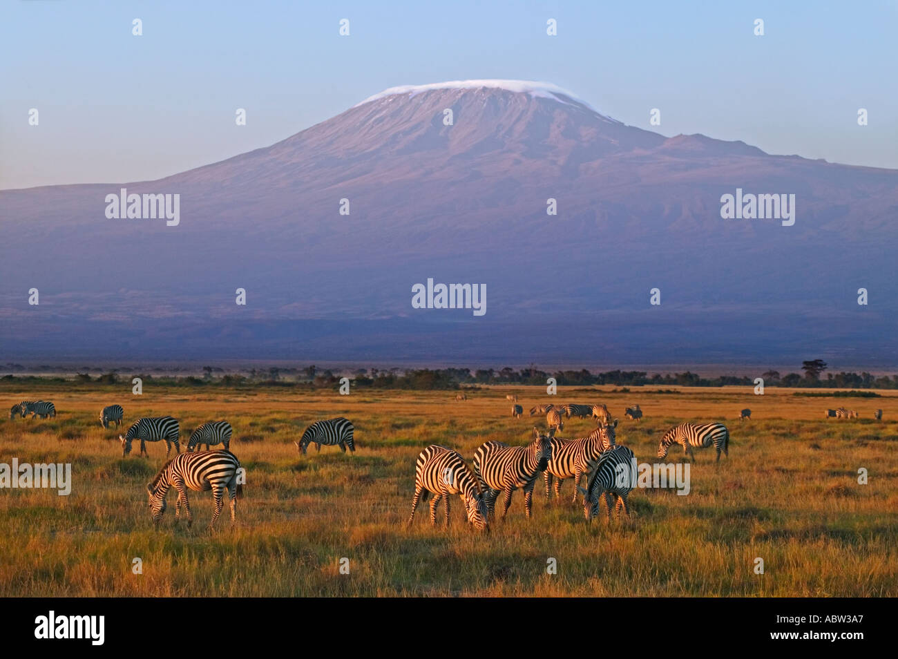 Burchells Zebra Equus Burchelli Herde mit Kilimanjaro im Hintergrund Amboseli Nationalpark Kenia Dist südlichen Ostafrika Stockfoto