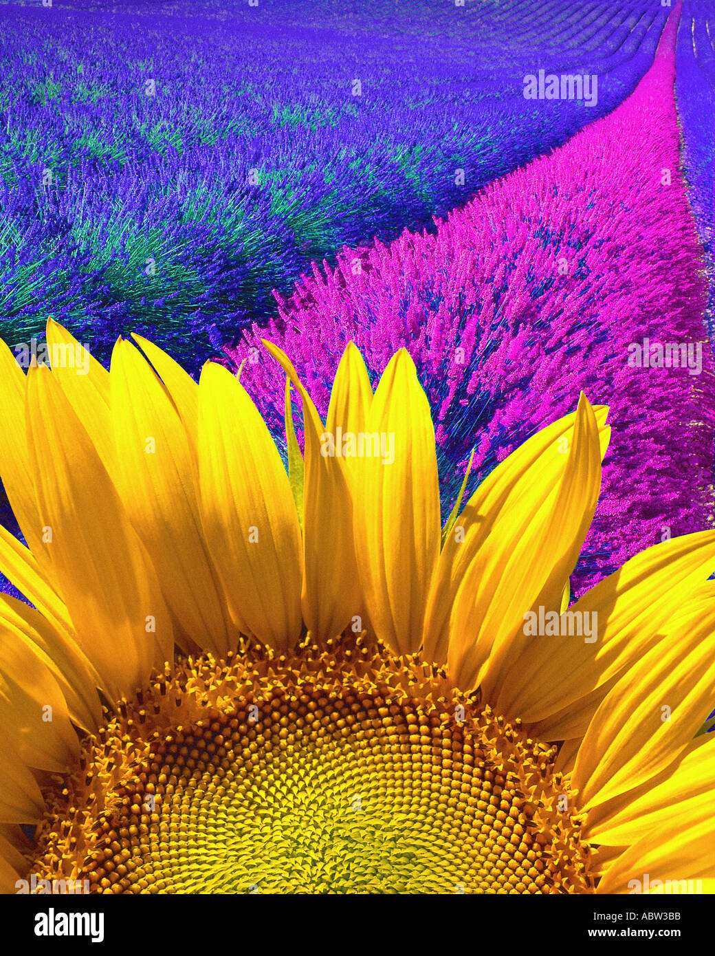 DIGITALE Konzept: Lavendel und Sonnenblumen Stockfoto