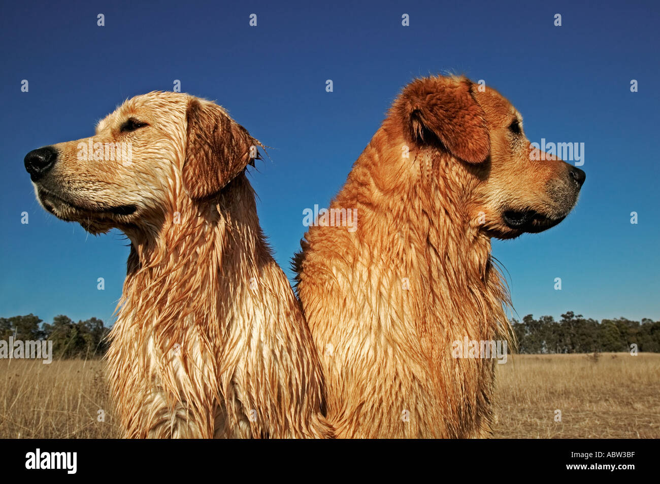 Haushund Labrador Golden Retriever Eigenschaft veröffentlicht Stockfoto