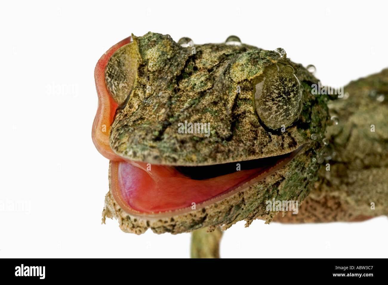 Fransen Gecko Zunge Uroplatus Henkeli verwendet zur Reinigung von Augen und Gesicht Dist-Madagaskar Stockfoto