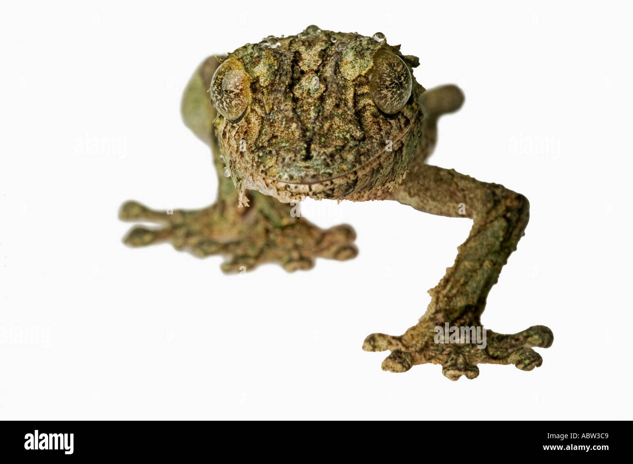 Fransen Gecko Uroplatus Henkeli Portrait Dist Madagaskar Stockfoto