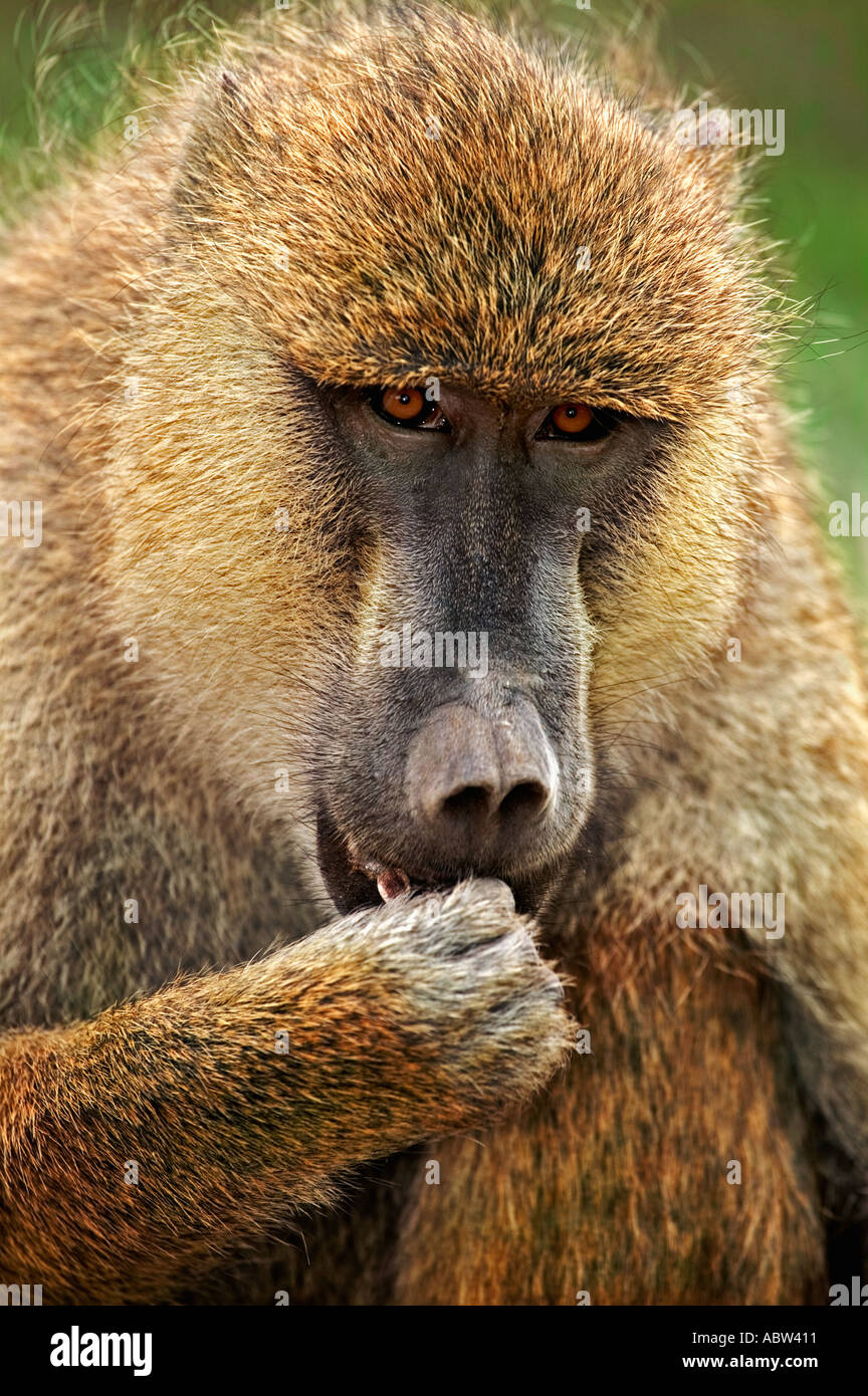 Gelbe Pavian Papio Cynocephalus Porträt von männlichen Amboseli Nationalpark Kenia Dist Mittel- und Ost-Afrika Stockfoto