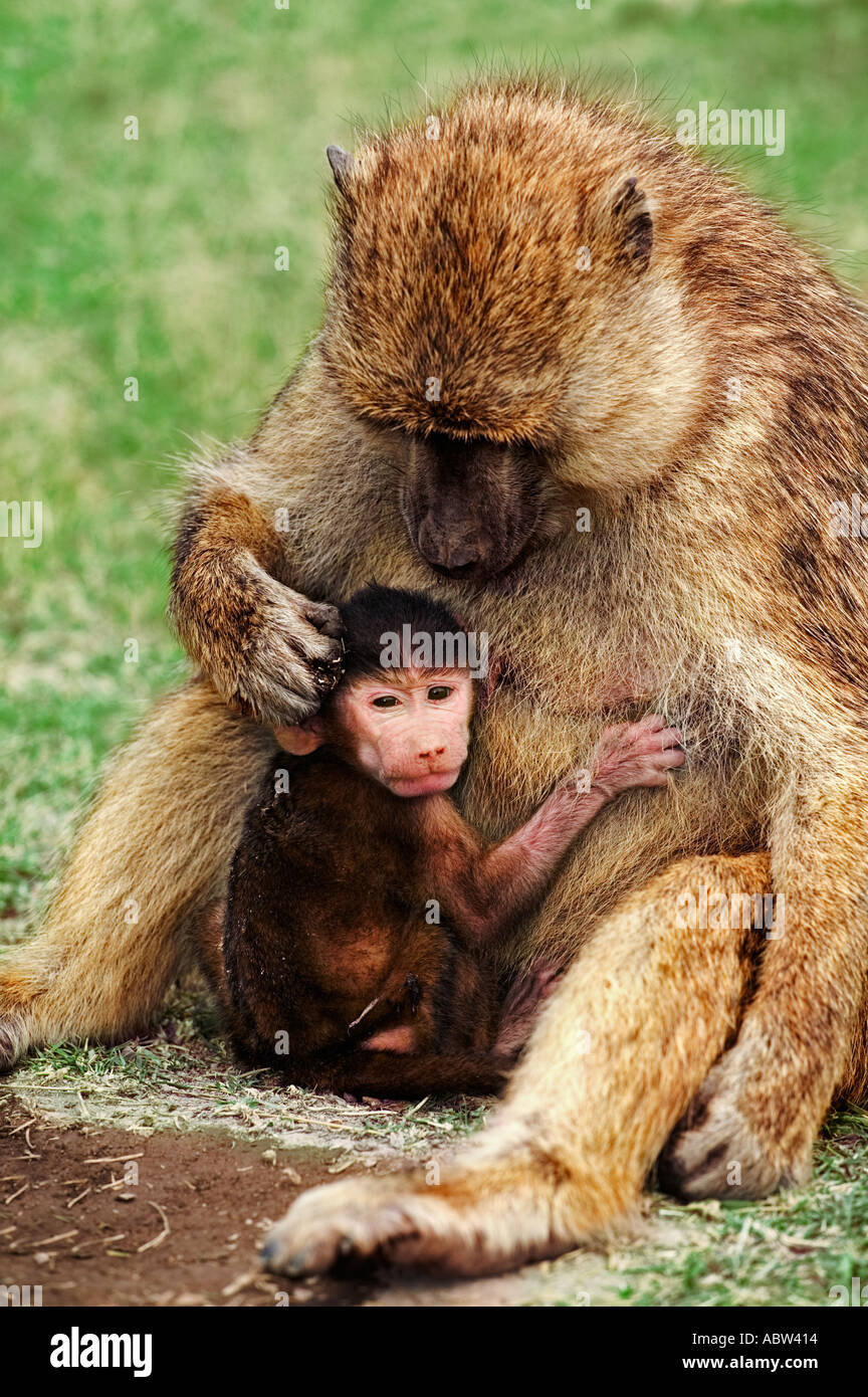 Gelbe Pavian Papio Cynocephalus Neugeborenen Säugling Amboseli Nationalpark Kenia Dist Mittel- und Ost-Afrika Stockfoto