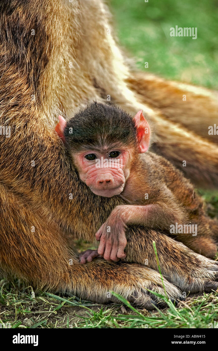 Gelbe Pavian Papio Cynocephalus Neugeborenen Säugling Amboseli Nationalpark Kenia Dist Mittel- und Ost-Afrika Stockfoto