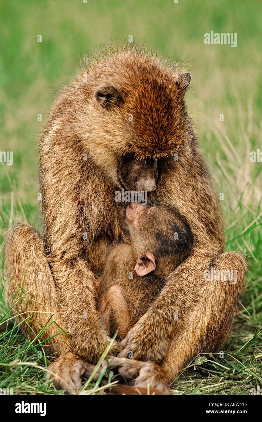 Gelbe Pavian Papio Cynocephalus Kleinkind Amboseli Nationalpark Kenia Dist zentrale und Ostafrika Stockfoto