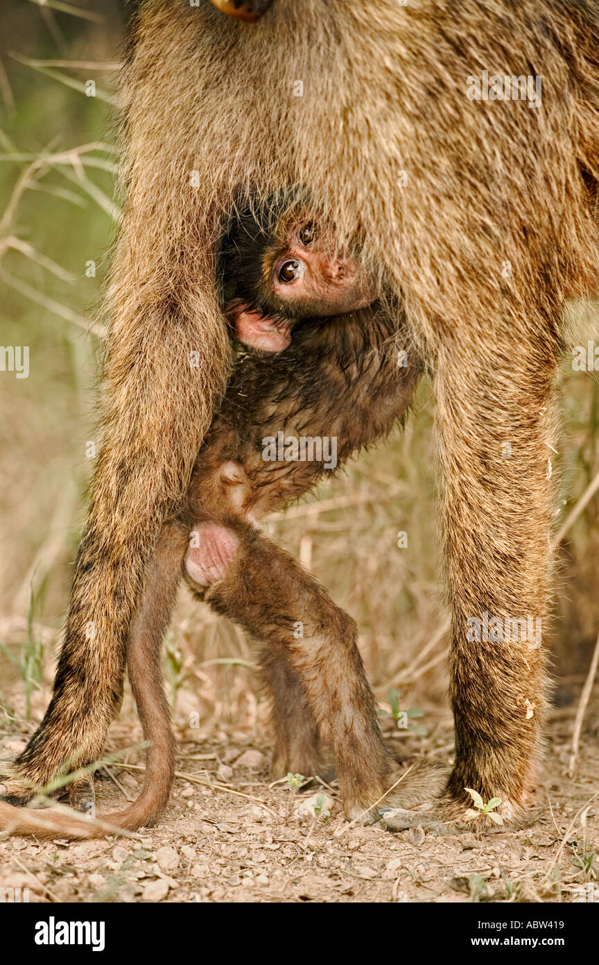 Gelbe Pavian Papio Cynocephalus Neugeborenen Säugling Amboseli Nationalpark Kenia Dist Mittel- und Ost-Afrika Stockfoto