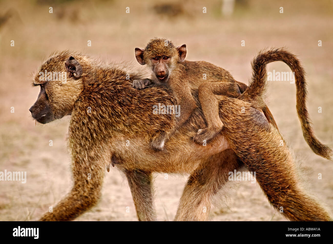 Gelbe Pavian Papio Cynocephalus, die Babys zuerst an der Brust ihrer Mütter aber später Klammern Reiten Jockey Stil Amboseli National Stockfoto