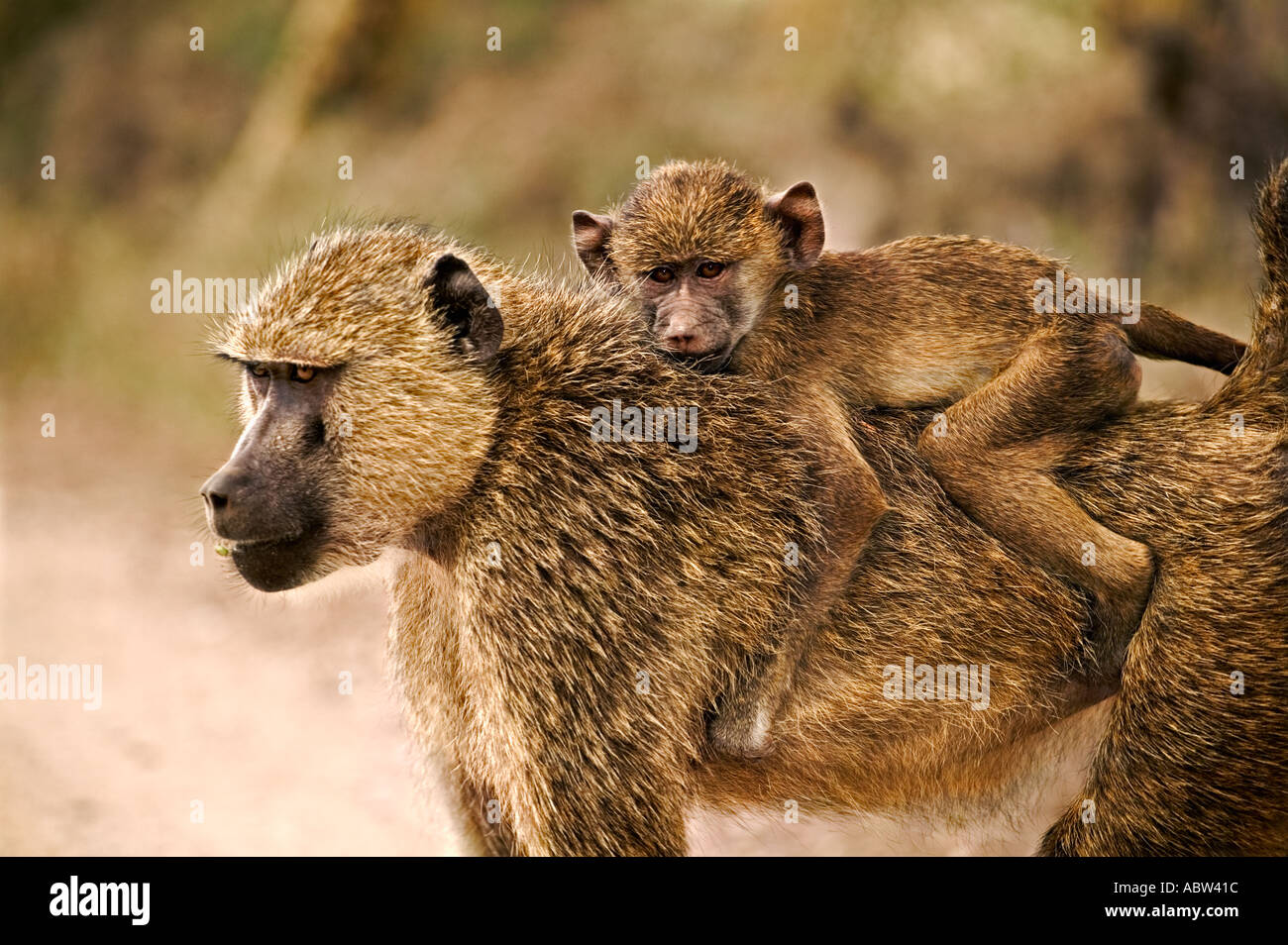 Gelbe Pavian Papio Cynocephalus, die Babys zuerst an der Brust ihrer Mütter aber später Klammern Reiten Jockey Stil Amboseli National Stockfoto