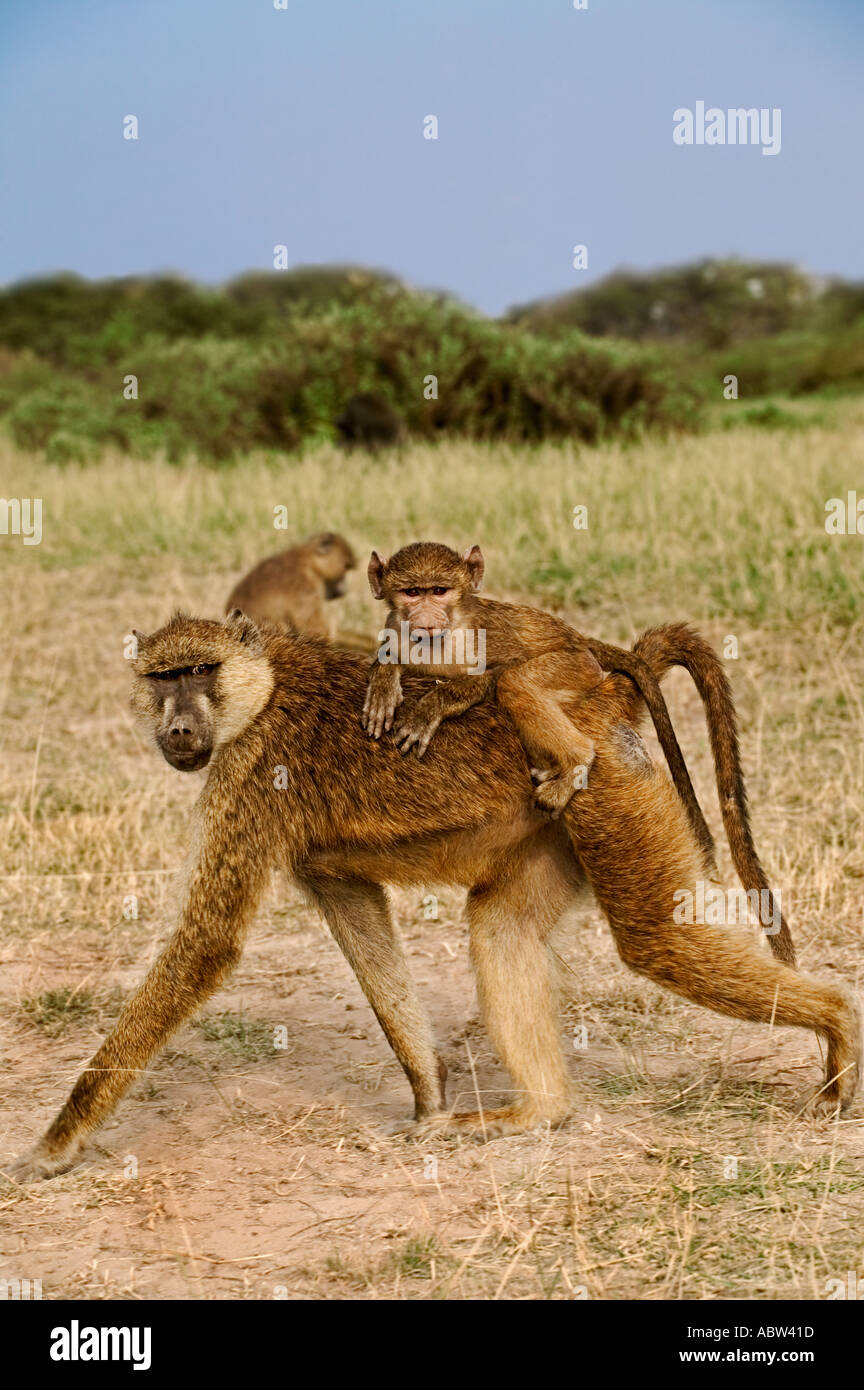 Gelbe Pavian Papio Cynocephalus, die Babys zuerst an der Brust ihrer Mütter aber später Klammern Reiten Jockey Stil Amboseli National Stockfoto