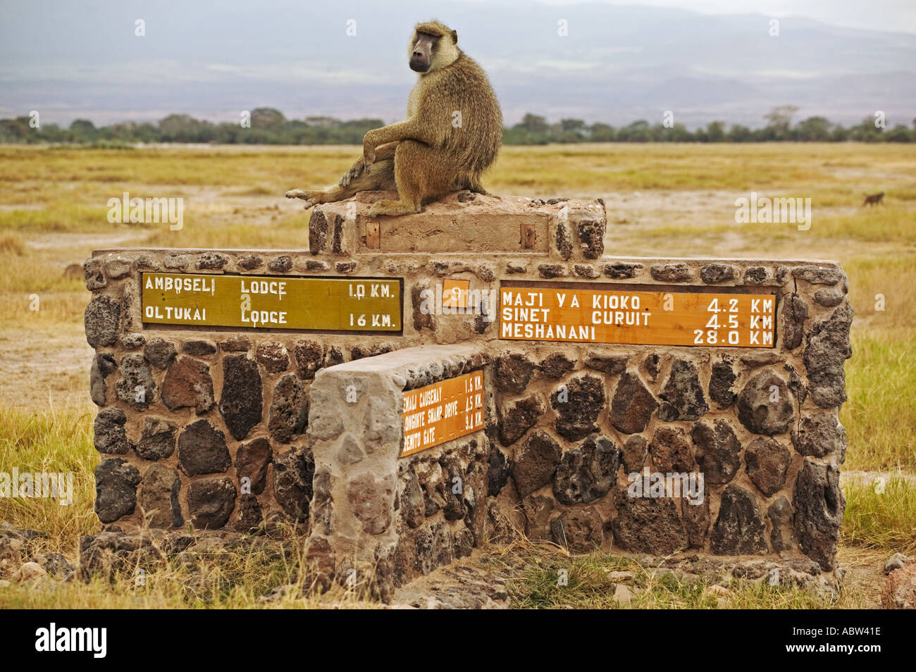 Gelbe Pavian Papio Cynocephalus Pavian sitzend auf Straßenschild in Parken Amboseli-Nationalpark Kenia Stockfoto