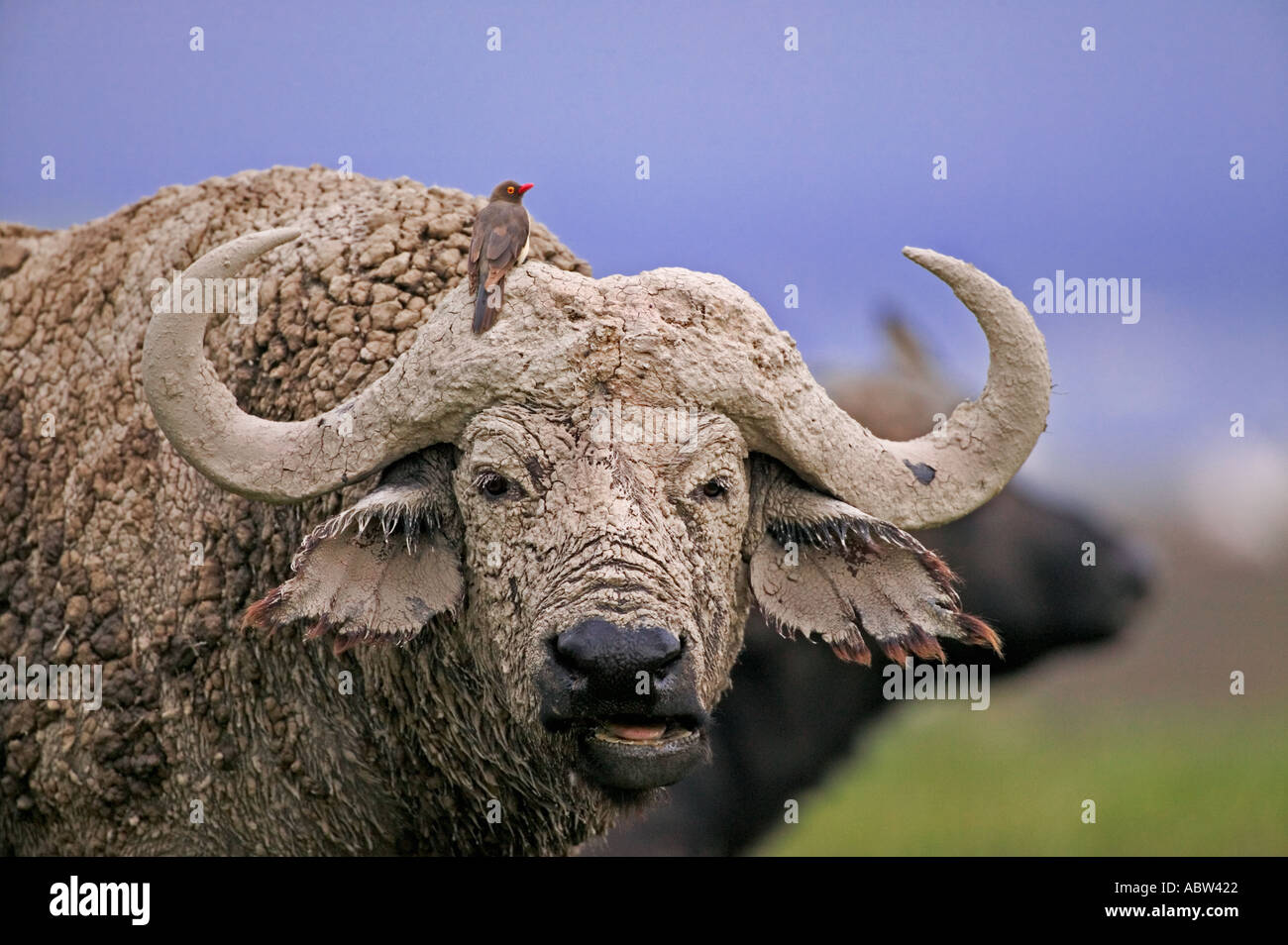 Kaffernbüffel Syncerus Caffer Porträt des alten Stier bedeckt im Schlamm Lake Nakuru Nationalpark Kenia Sub-Sahara-Afrika Stockfoto