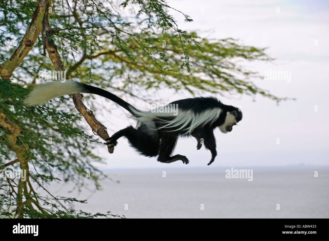 Östlichen schwarzen und weißen Colobus Colobus Guereza Bewohner von hohem Wald nördlichen Zentral-Afrika Stockfoto