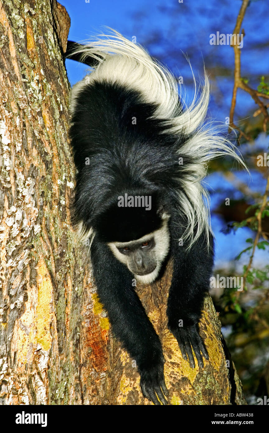 Östlichen schwarzen und weißen Colobus Colobus Guereza Bewohner von hohem Wald nördlichen Zentral-Afrika Stockfoto