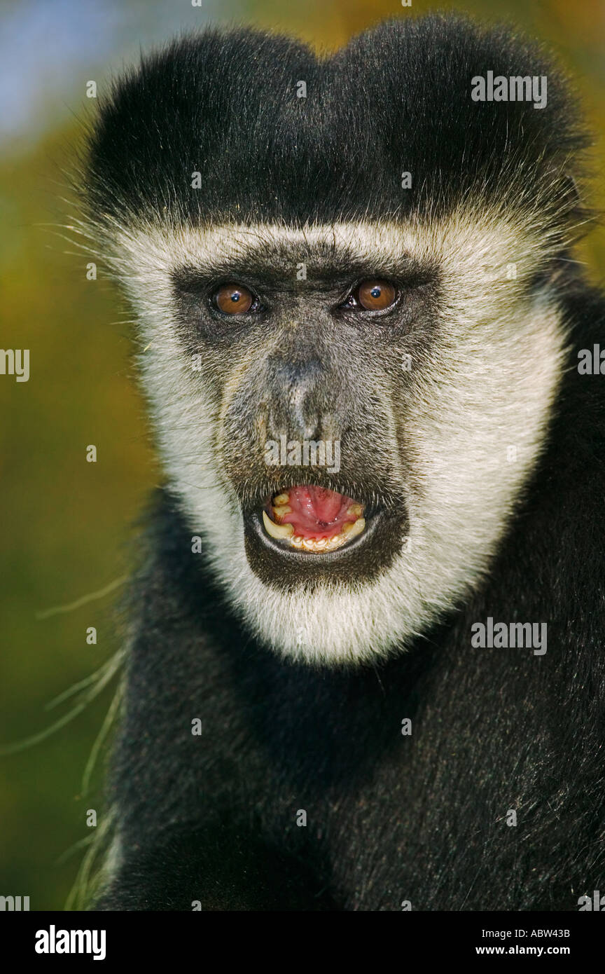 Östlichen schwarzen und weißen Colobus Colobus Guereza Bewohner von hohem Wald nördlichen Zentral-Afrika Stockfoto