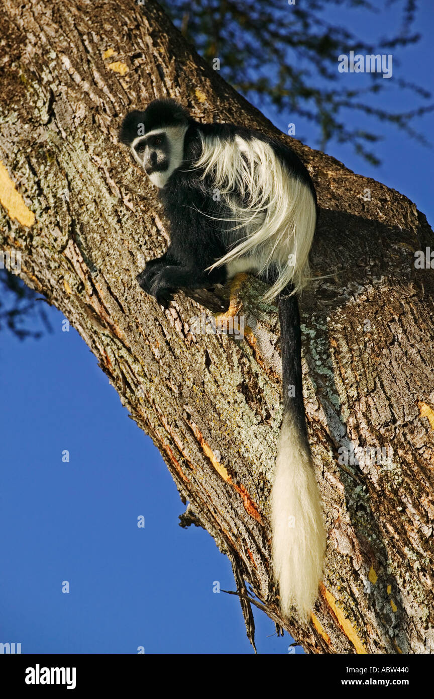 Östlichen schwarzen und weißen Colobus Colobus Guereza Bewohner von hohem Wald nördlichen Zentral-Afrika Stockfoto