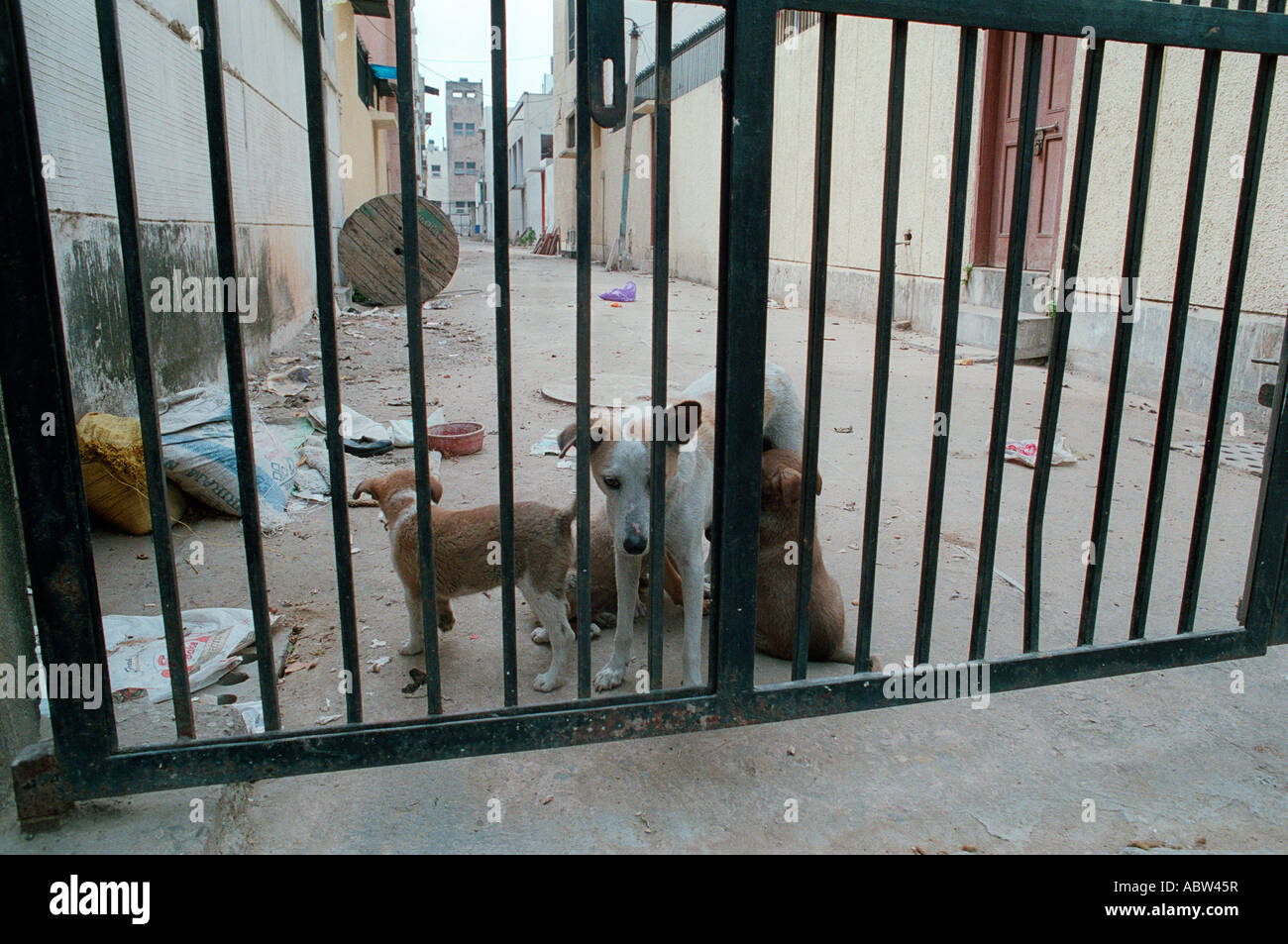 Streunende Hunde in Delhi, Indien Stockfoto