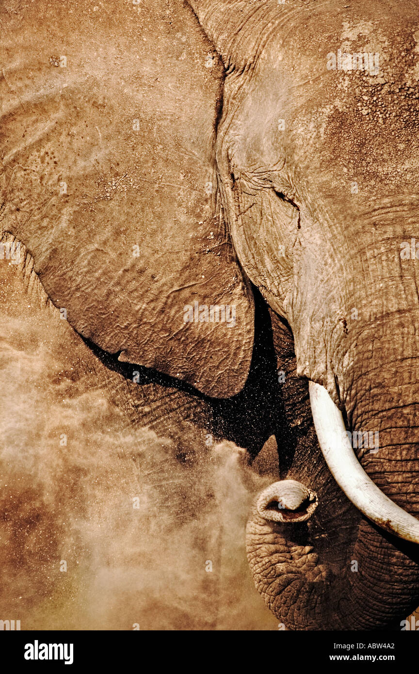 Afrikanischer Elefant Loxodonta Africana Staub baden Amboseli Nationalpark Kenia Dist Sub-Sahara-Afrika Stockfoto