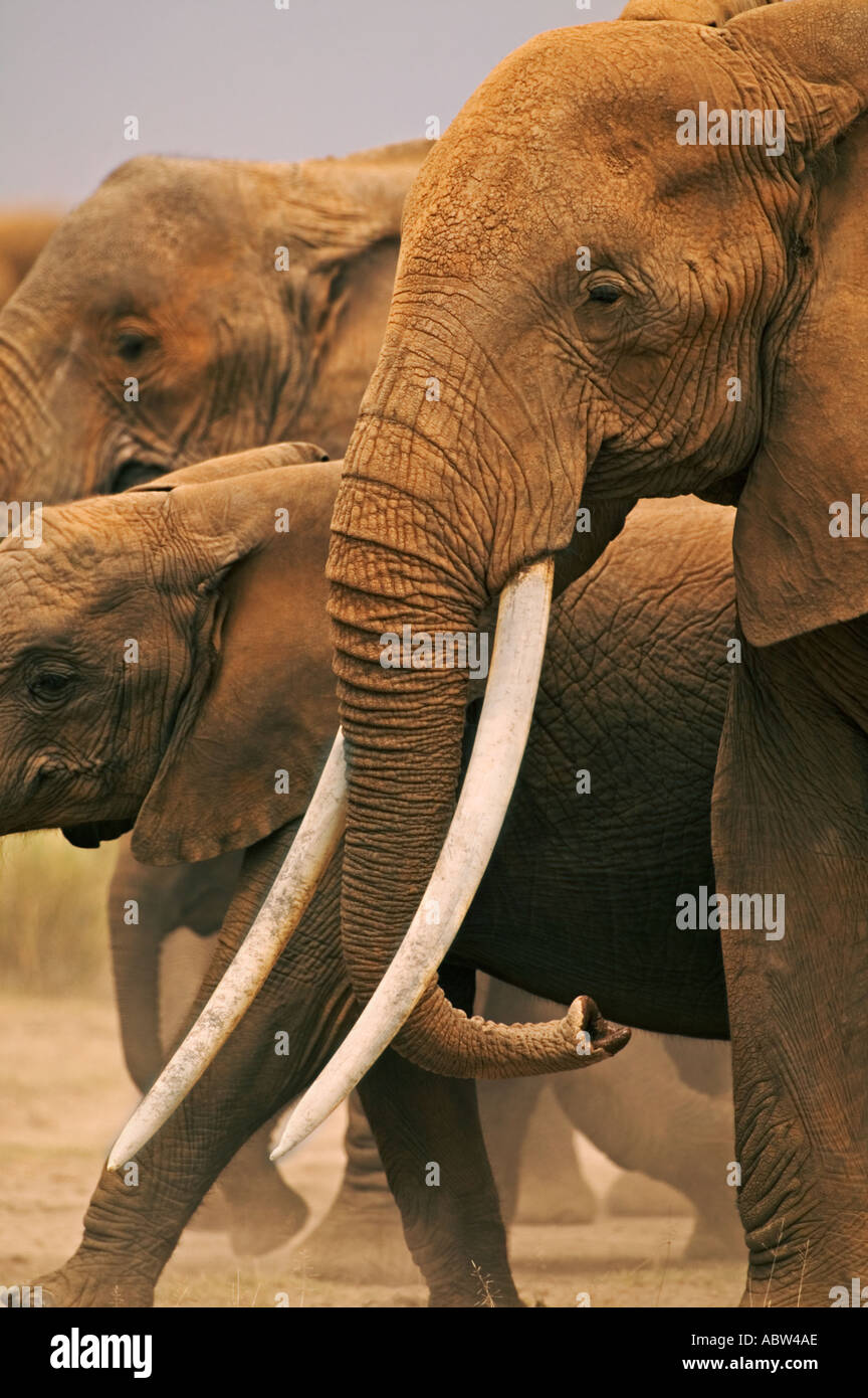 Afrikanischer Elefant Loxodonta Africana Kuh mit außergewöhnlich lange Stoßzähne Amboseli Park Kenia Stockfoto