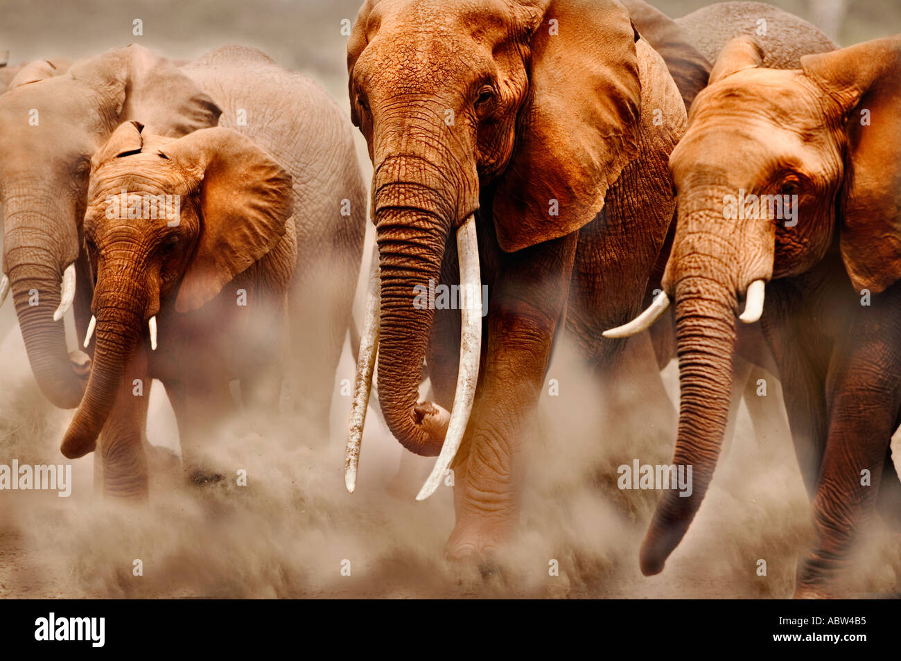 Afrikanischer Elefant Loxodonta Africana Zucht Herde Amboseli Nationalpark Kenia Dist Sub-Sahara-Afrika Stockfoto
