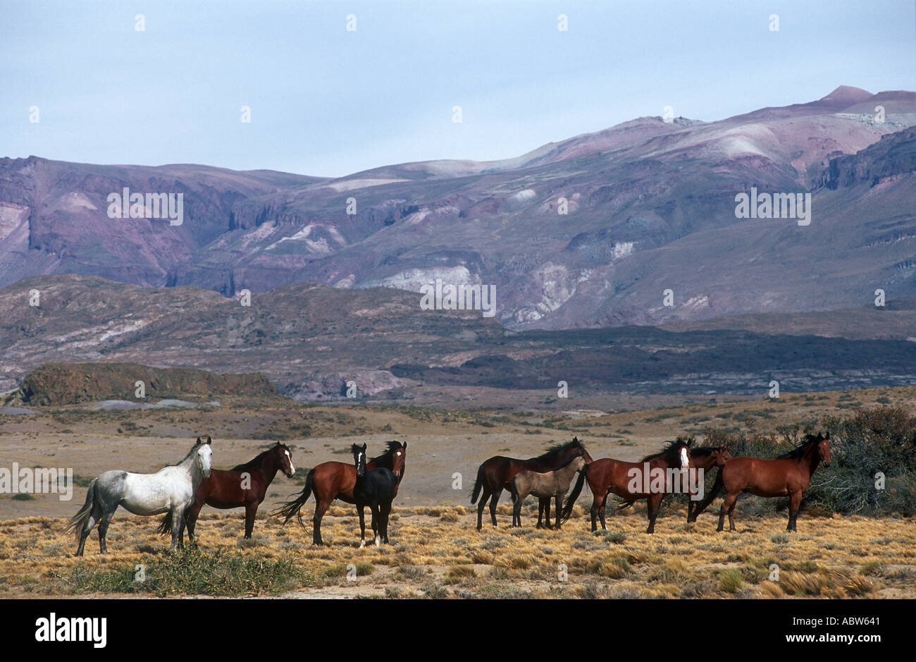Pferde - Herde Stockfoto