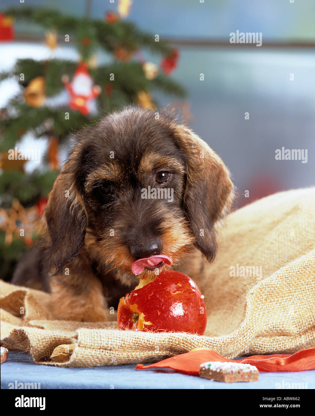 Weihnachten junge Rauhaar Dackel Hund mit Apfel Stockfoto, Bild