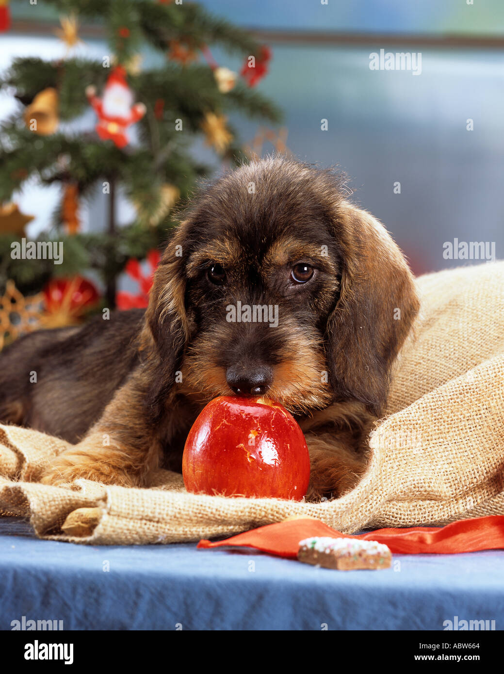 Weihnachten junge Rauhaar Dackel Hund mit Apfel Stockfoto, Bild