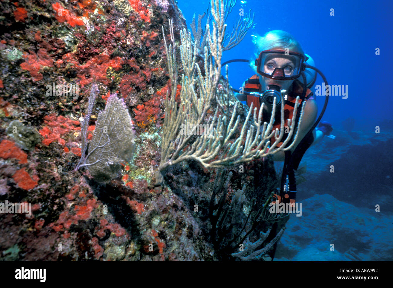 Antigua-Frau Tauchen im Coral verkrusteten Rock Stockfoto
