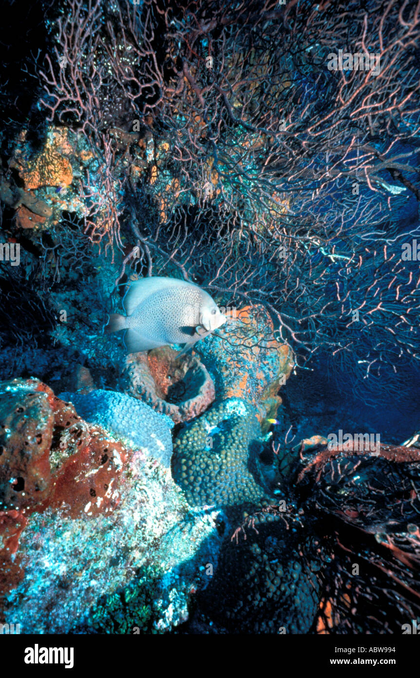 Gray Angelfish karibische Korallenriff Stockfoto