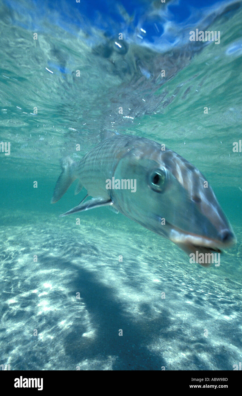 Tropischen Fischen Bonefish unter Wasser Stockfoto