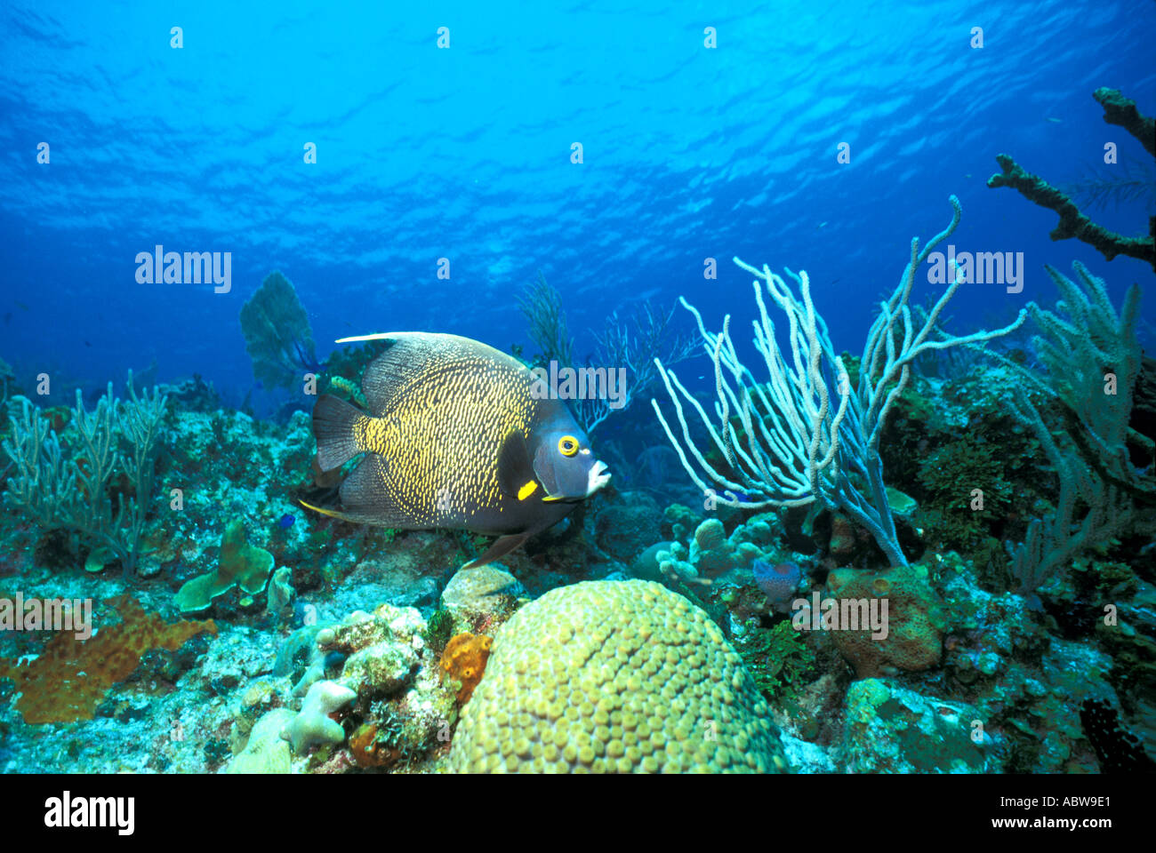 Französischer Kaiserfisch schwimmen über Korallenriff Unterwasser Hirnkoralle Karibik Insel Tobago Stockfoto