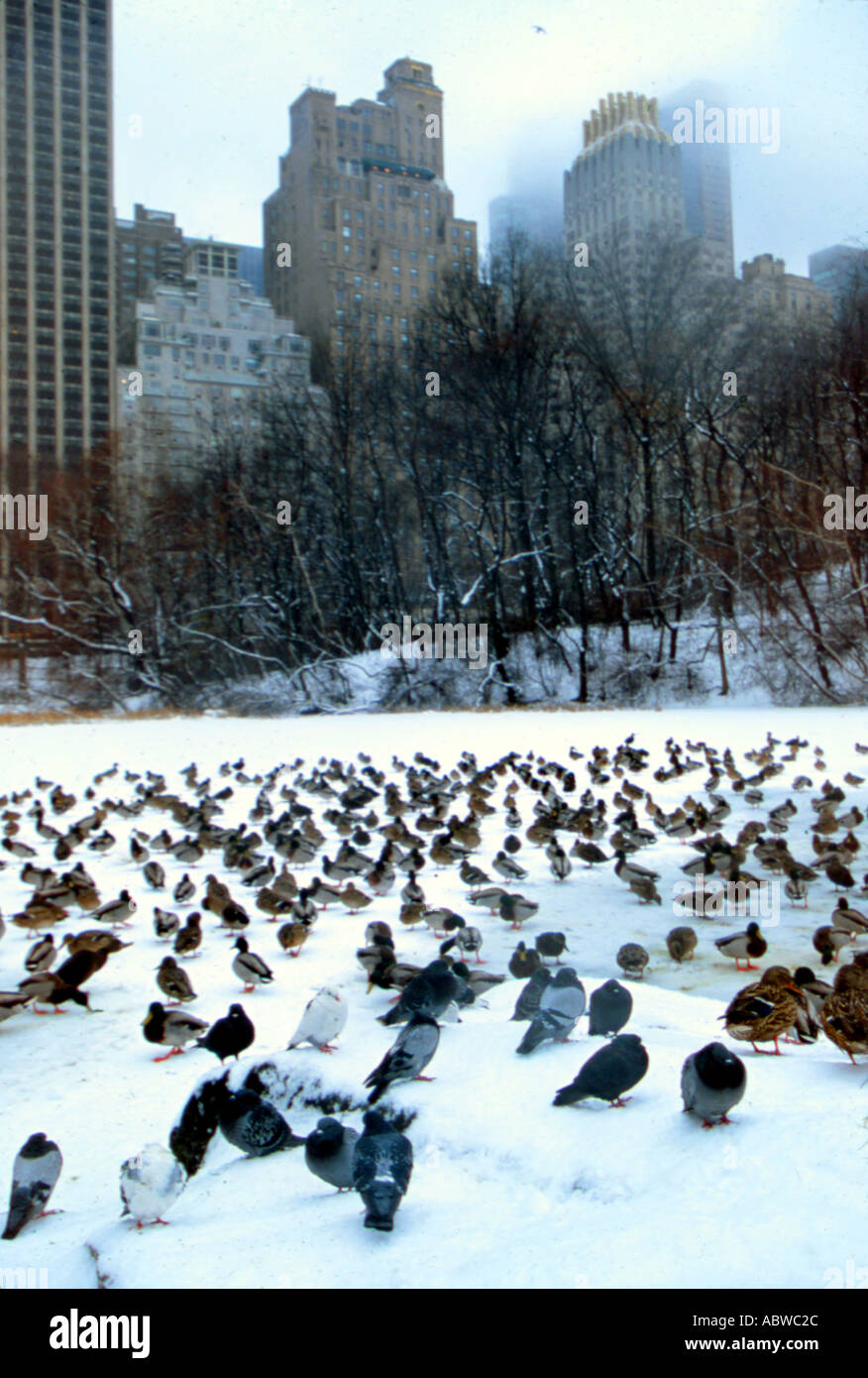 Vögel bevölkern einen gefrorenen See im New Yorker Central Park. Stockfoto