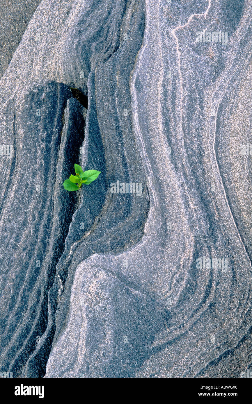 Pflanze wächst aus gemusterten Rock, Killbear Provincial Park, Ontario, Kanada. Stockfoto